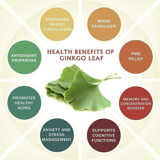 

Ginkgo Leaf Tea : Ginkgo Biloba Leaf Tea (30 Tea Bag)