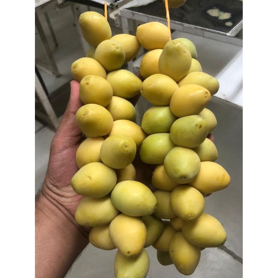 

Kurma Muda Promil Kuning Fresh 500 gr (Jaminan 100% Asli) LA
