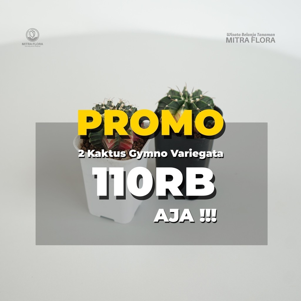 Paket Gymno Variegata