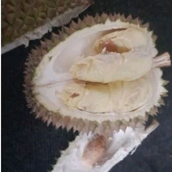 

Durian bucu super legit