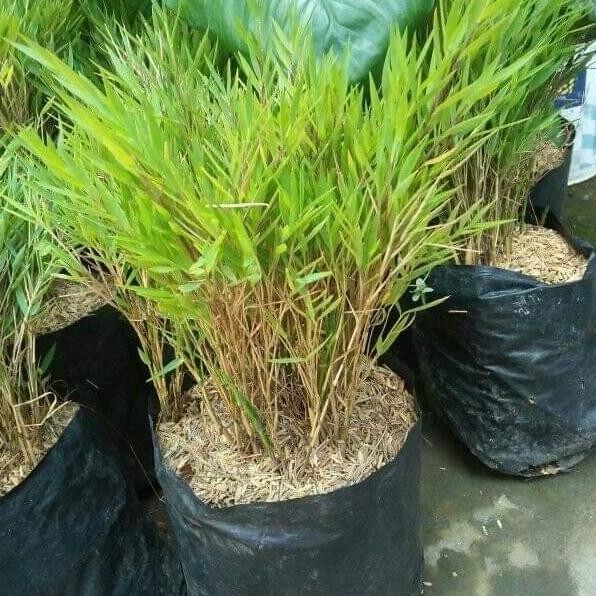 Berkualitas TANAMAN HIAS BAMBU KUNING MIKRO RIMBUN DAN ~
