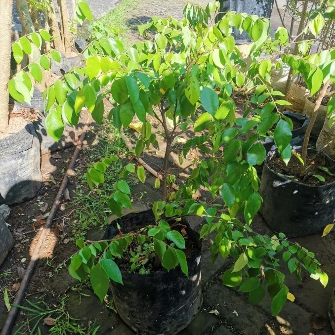 Hot - Tanaman belimbing madu, pohon buah belimbing dewi madu ,,