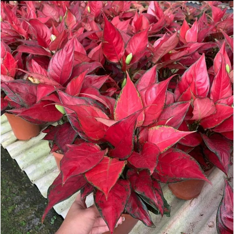 Aglonema Red Anjamani-Aglonema Merah remaja-4-6 Daun