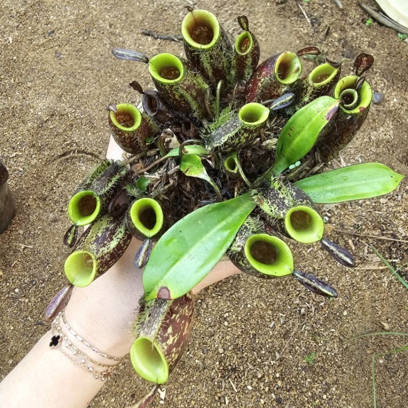 

cocok untuk pemula > Ampullaria small size