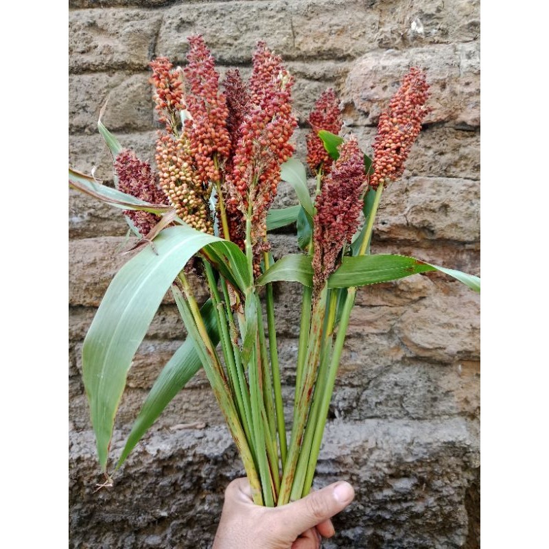 

biji sorghum bicolour