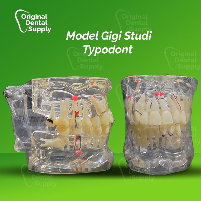 MODEL GIGI STUDY TYPODONT DENTAL MODEL GIGI