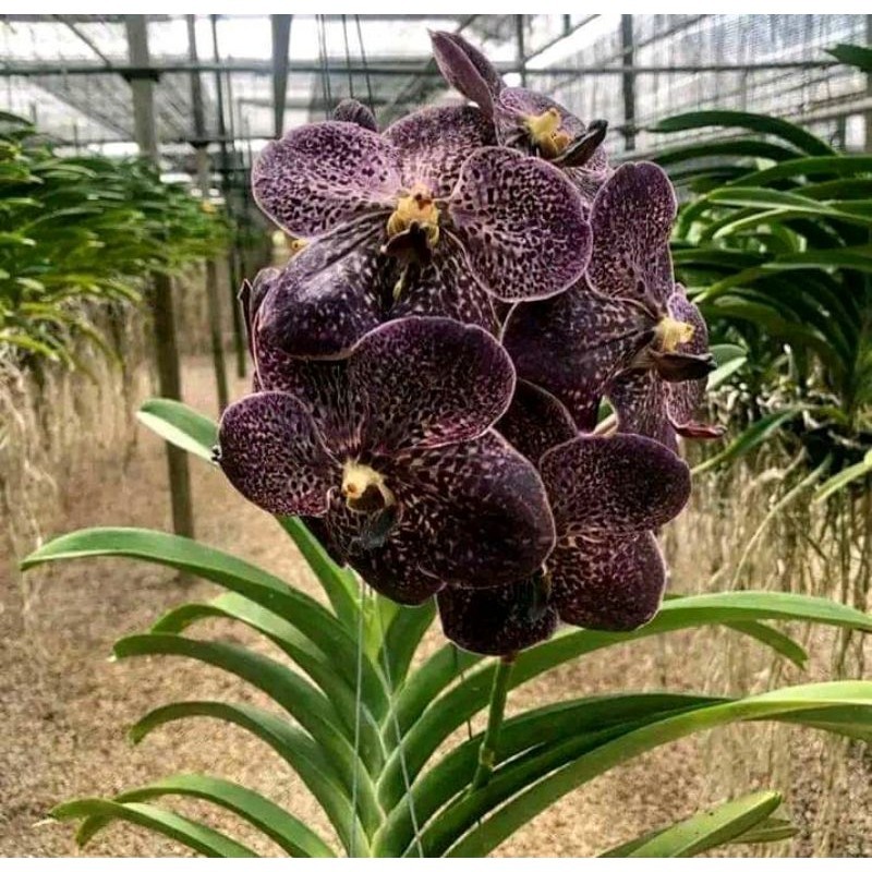 bibit anggrek Vanda bunga hitam bintik dewasa+pot angrek Vanda bunga ungu kehitaman Niming tanamahia