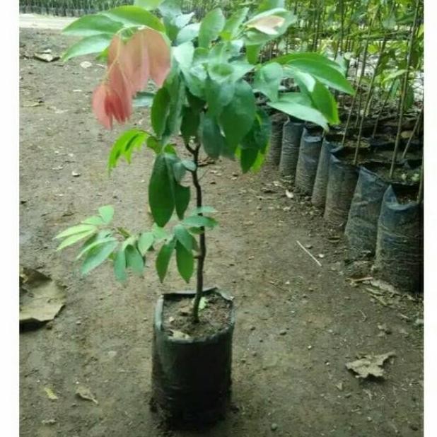 Omahijoofficial Bibit Buah Namnam  Bibit Buah Tanaman Langka  Bibit Tanaman Langka Murah 