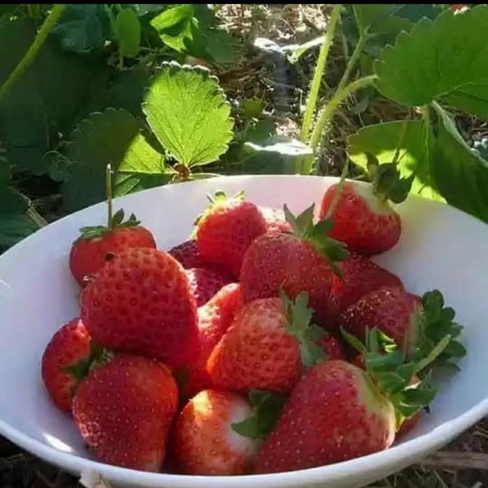 Bibit pohon stawberry Red Giant Australia - Buah strawberry Jumbo JAYA ASLI