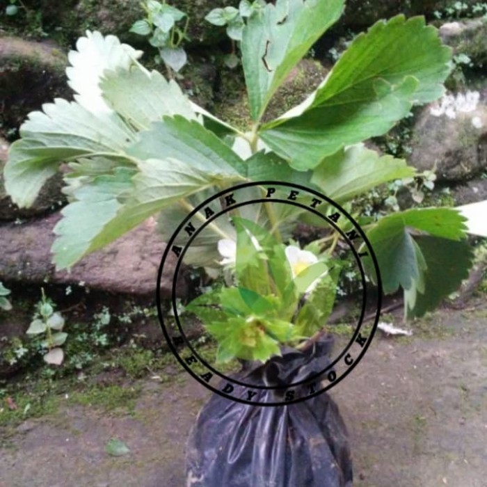bibit pohon tanaman buah strawberry jumbo australia red giant ASLI