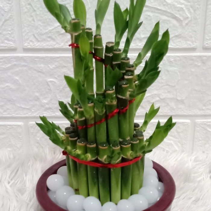 

Tanaman Hias Indoor Pajangan/Hiasanrumah Bambu Hoki Mini/Lucky Bamboo