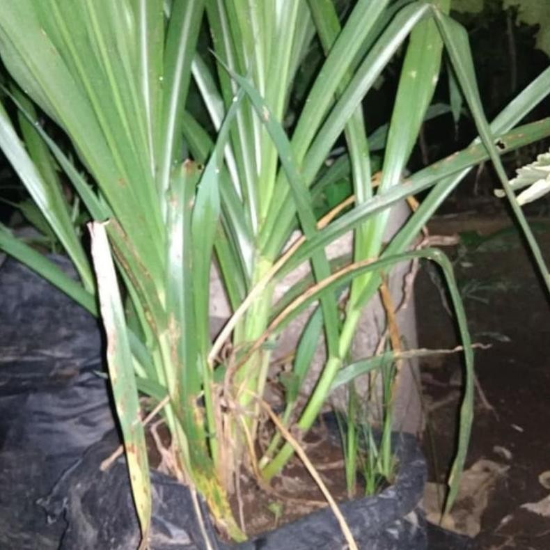 omahijoofficial Bibit Rumput Odot Pakan Kambing // Cutting Stek Rumput Odot