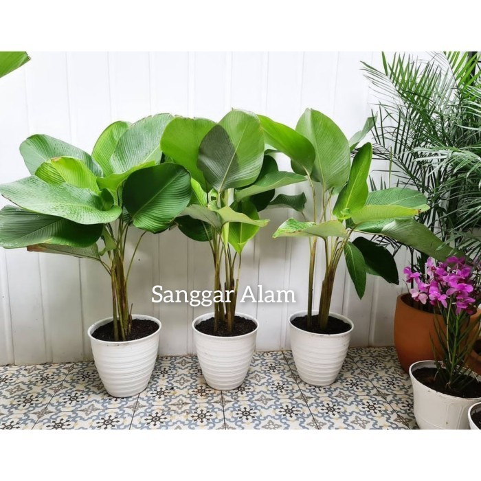 TANAMAN HIAS CALATHEA LUTEA + POT PUTIH / TANAMAN HIAS PISANG PISANGAN