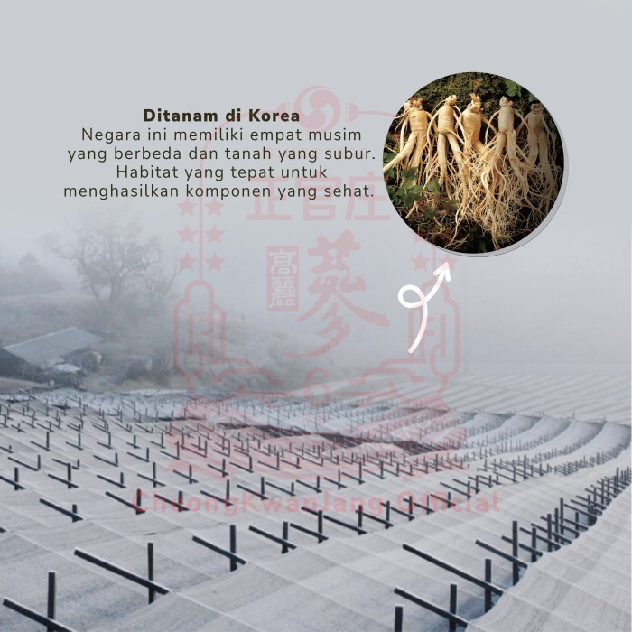 Cheongkwanjang Korean Pomegranate Stick With Red Ginseng