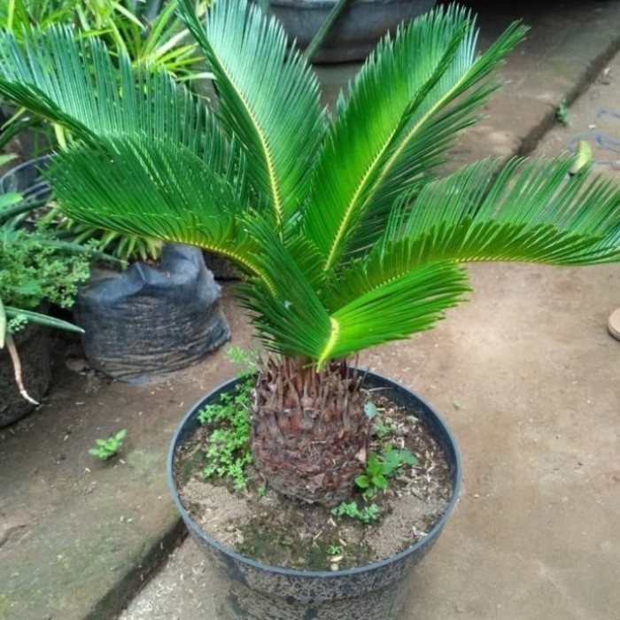 

Tanaman Hias Palem Sikas Mini