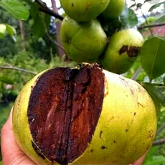 

Bibit Buah Black Sapote Giant Mexico Jumbo Okulasi Sawo Hitam