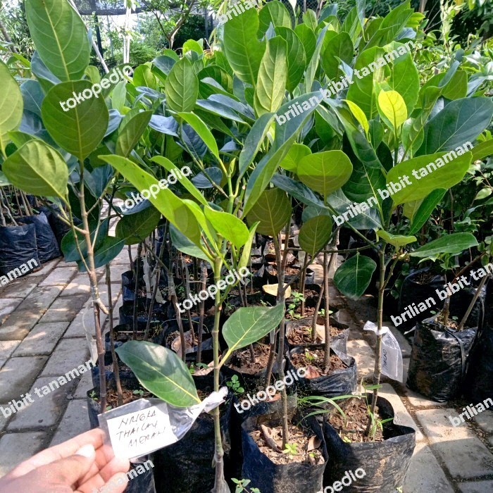 

Bibit Tanaman Nangka Merah Thailand Okulasi Cepat Berbuah