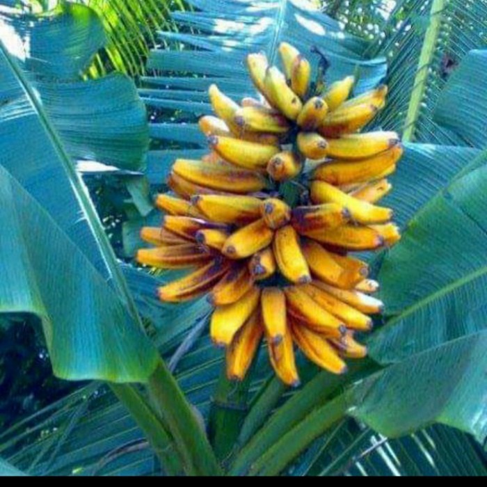 

Bibit Pisang Tongkat Langit Songgo Langit Tanaman Buah Pisang Langka
