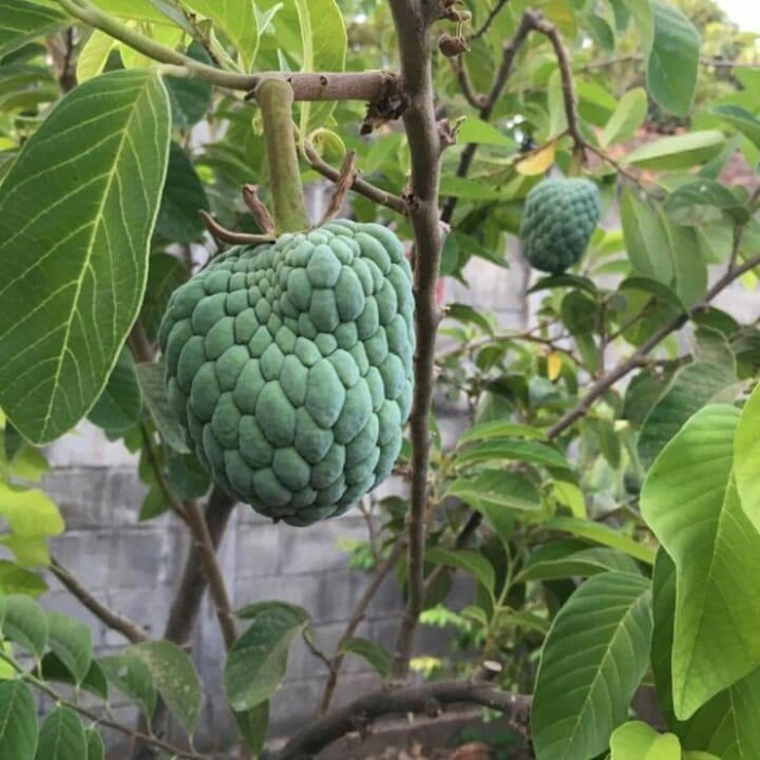 

Bibit Pohon Buah Srikaya - Serba Delima Bintang Sarikaya Garoso