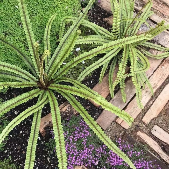 

Tanaman Hias Blechnum Fluviatile Kiwakiwa Kiwikiwi Pakis Fern