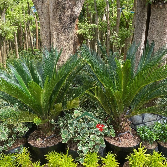 

Palem Sikas