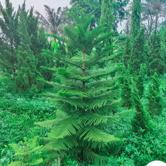 

Tanaman Hias Cemara Norfolk Camara Norflok 1Meter