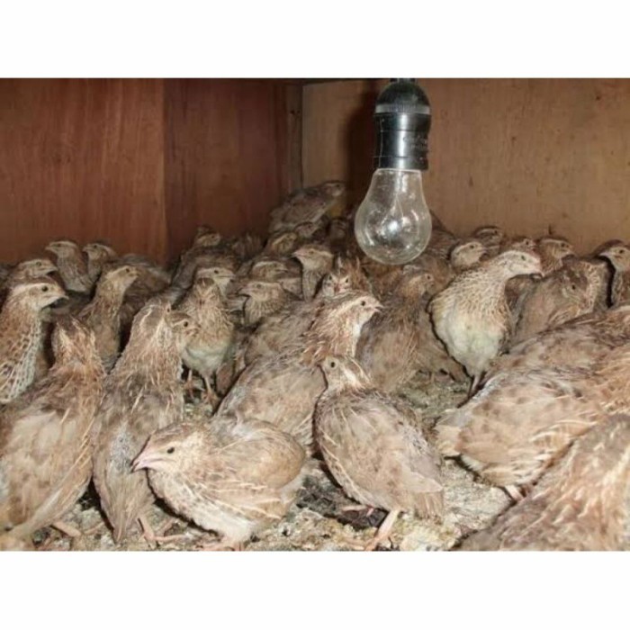 BURUNG PUYUH AFKIR UNTUK KONSUMSI