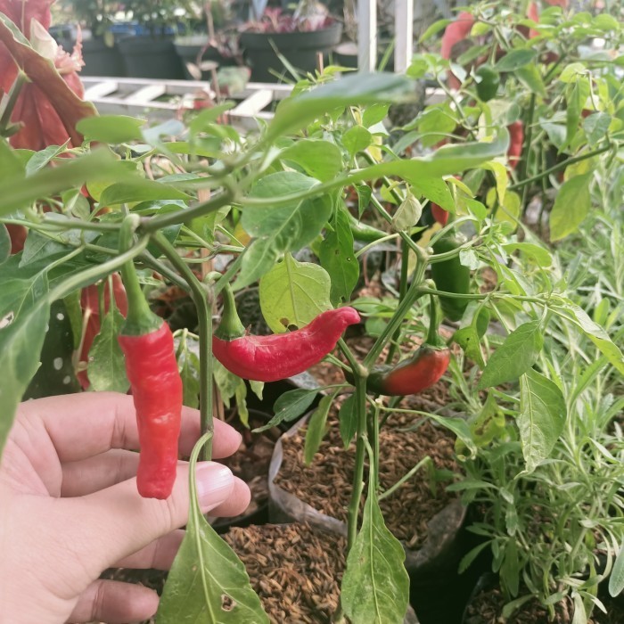 bibit tanaman cabe hijau besar, cabe ijo besar, berbuah TOPP