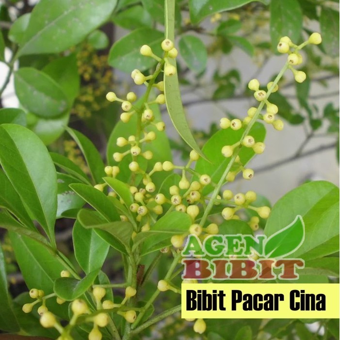 Bibit Pohon Culan - Tanaman Pacar Cina - Kemuning Cina TOPP