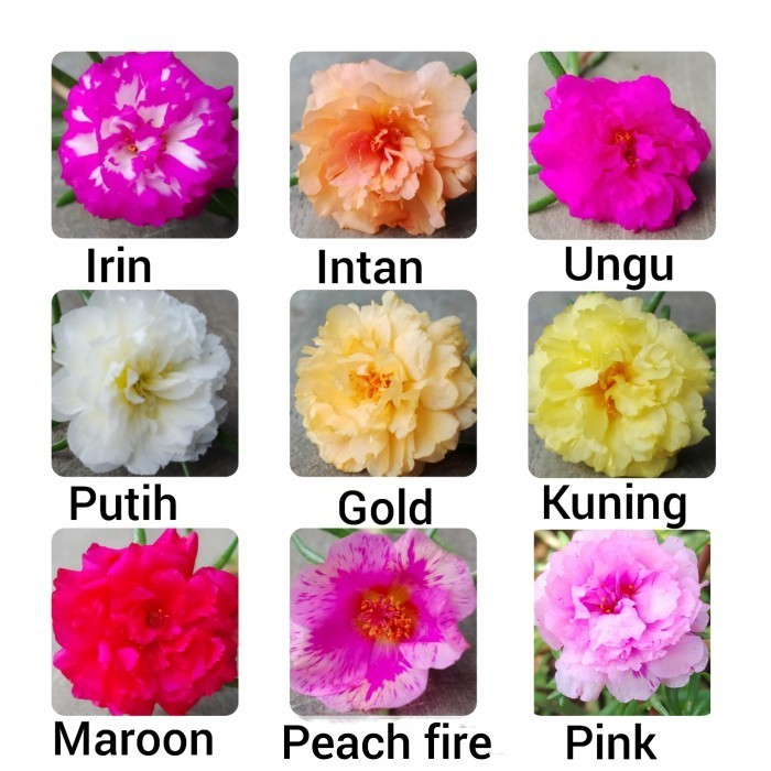 paket bibit tanaman hias bunga krokot mossrose mix import TOPP