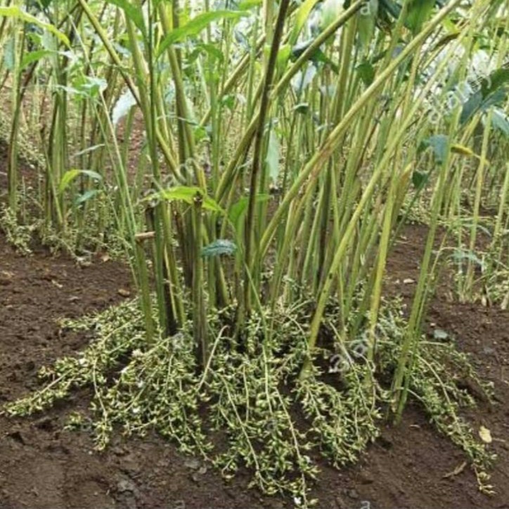 

Online Seeds Buah Kapulaga Hijau - 5 Gram