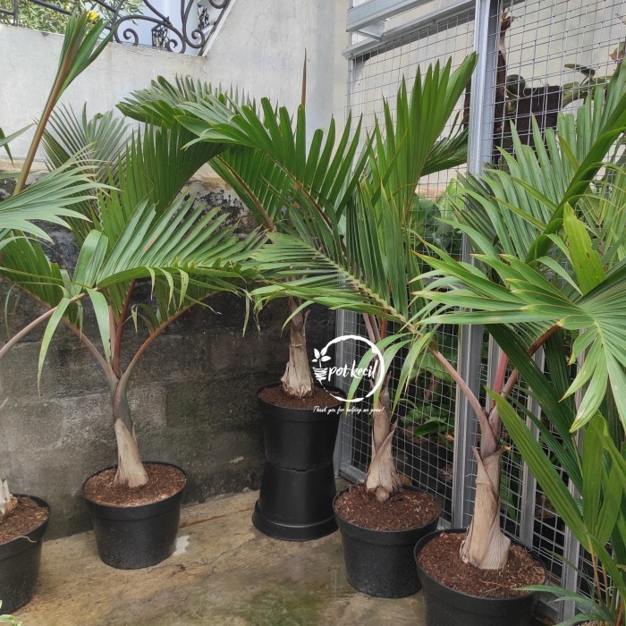 Palem Botol / Palm / Pohon Palem Botol