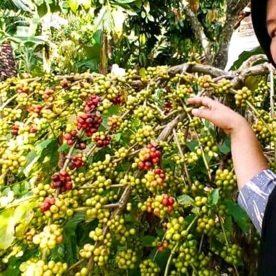 Biji Benih Bibit Kopi Robusta Lampung Barat