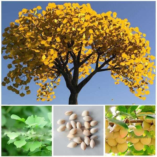 Online Seeds Bibit Benih Buah Ginkgo Biloba - 2 Biji