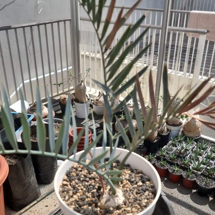 Encephalartos Lehmanii Rare Cycads Sikas Biru