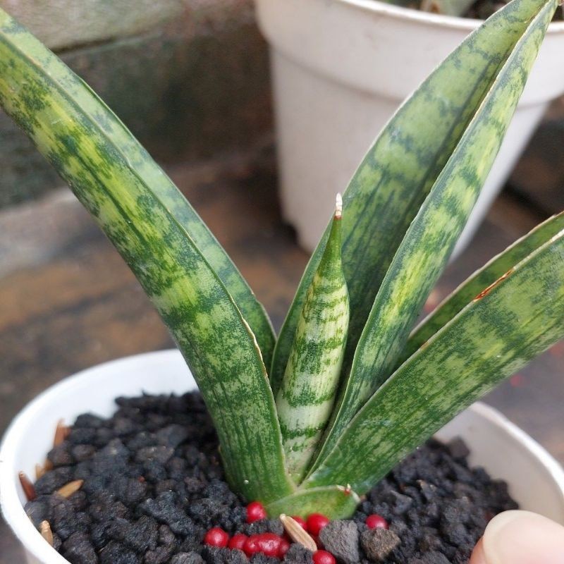 Sansevieria Marsha Anjani Var