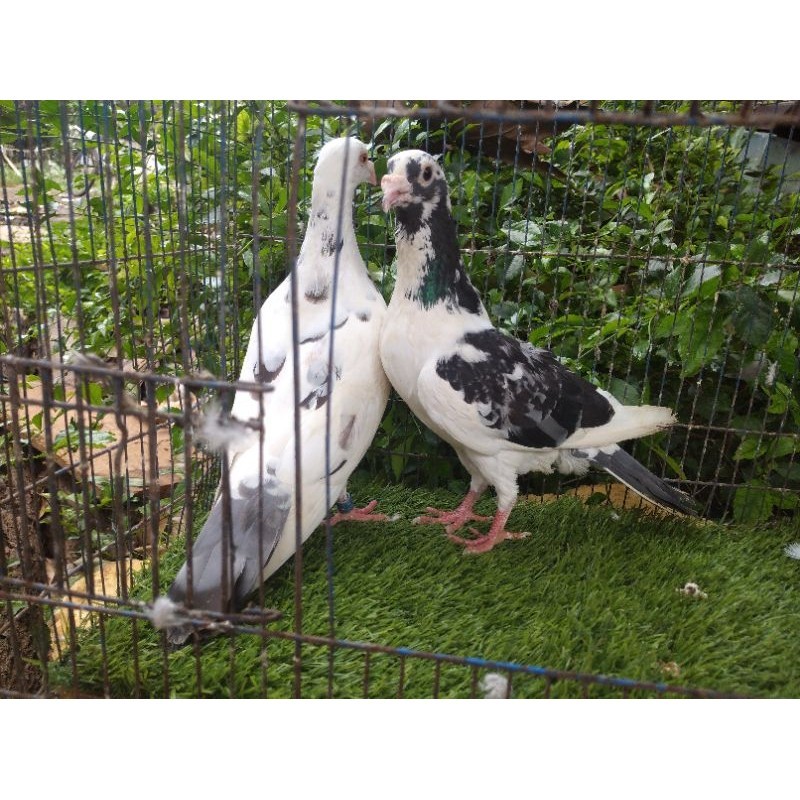 merpati pos sepasang