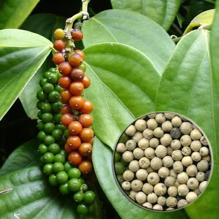 

Online Seeds Biji Merica Lada Putih - 5 Gram