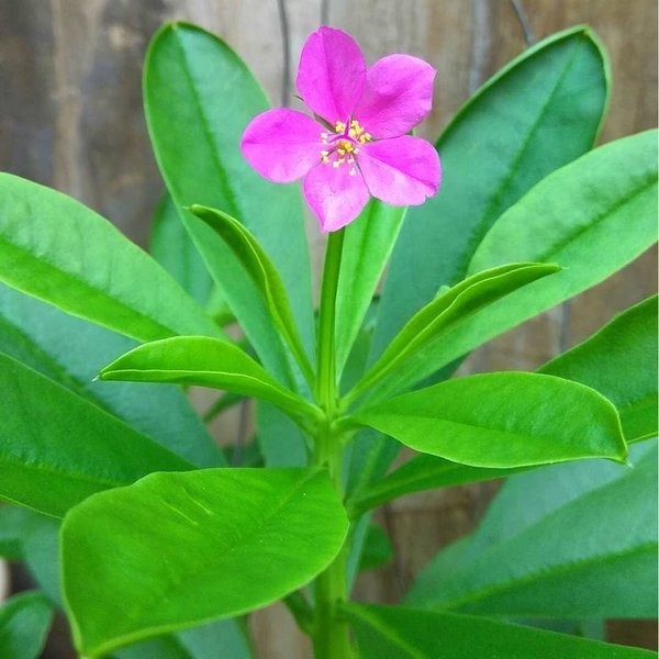 Online Seeds Daun Ginseng Jawa Herbal Kering - 25 Lembar