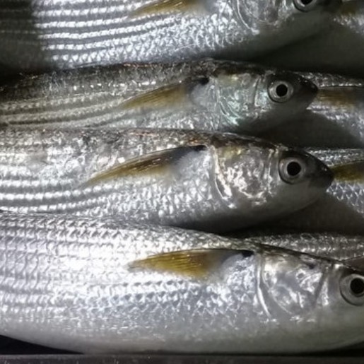 

ikan belanak segar per ½kg(sudah bersih)