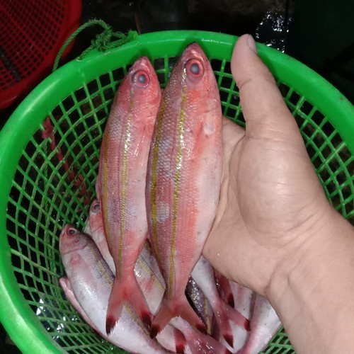 

Ayala - Ikan Pisang Pisang Ikan Sulir Ikan Laut Hasil Laut Segar Seafood 1 Kg