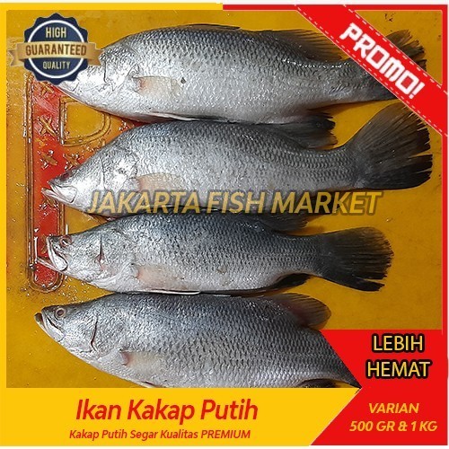 

Ayala - Ikan Kakap Baramundi Segar - Kakap Putih Fresh - Ikan Laut Seafood