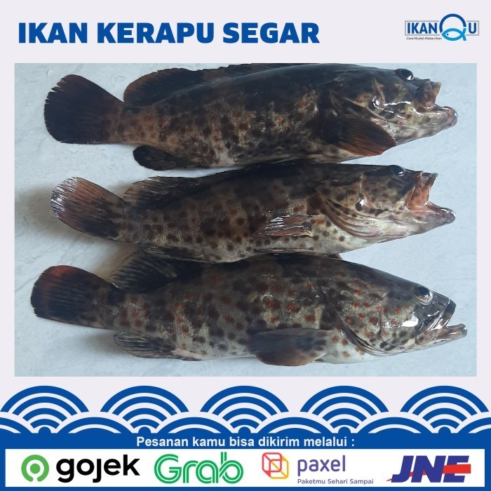 

Ayala - Ikan Kerapu Segar Fresh Seafood Ikan Laut (Bersih Sisik)
