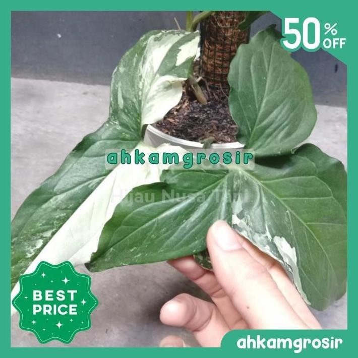 SYNGONIUM ALBO FRENCH MARBLE KELADI VARIGATA ALBINO VARIEGATA TERBARU