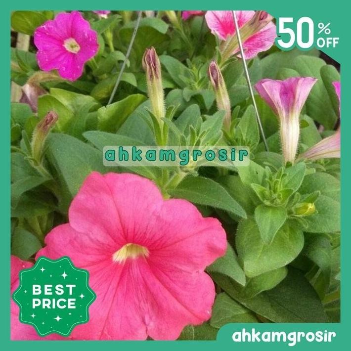 PETUNIA HYBRID F1 PAKET HEMAT