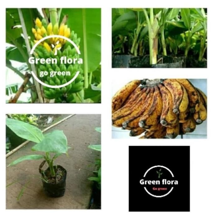 ASLI BIBIT POHON PISANG BARANGAN-BIBIT PISANG BARANGAN-TANAMAN PISANG BEST SELLER