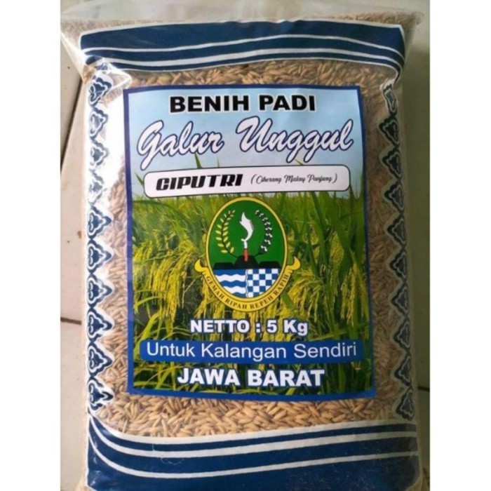 Terbaru Benih bibit padi ciputri / ciherang malay panjang kemasan 5kg