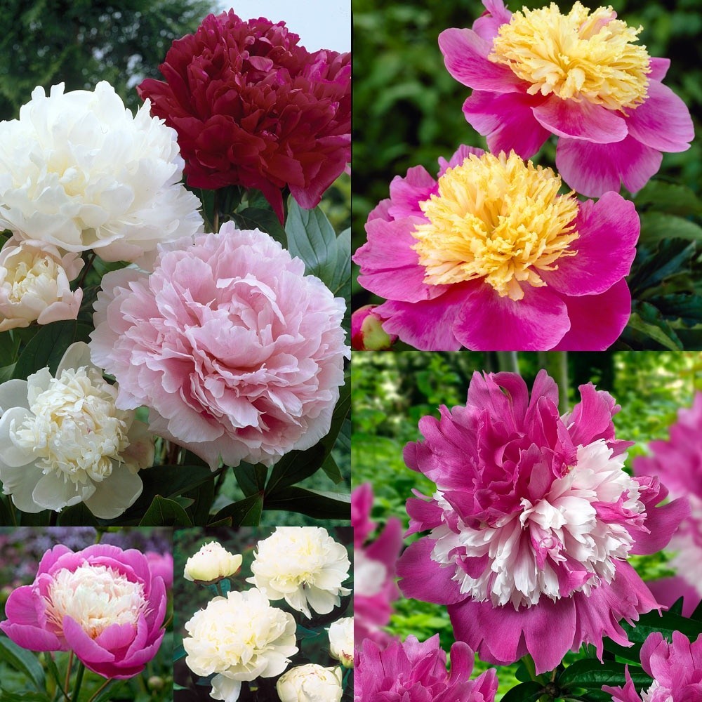 Seed Center - Bibit Benih Bunga Peony Mix (2 Seeds)