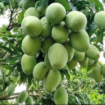 

MANGGA MUDA KAMPUNG 1KG