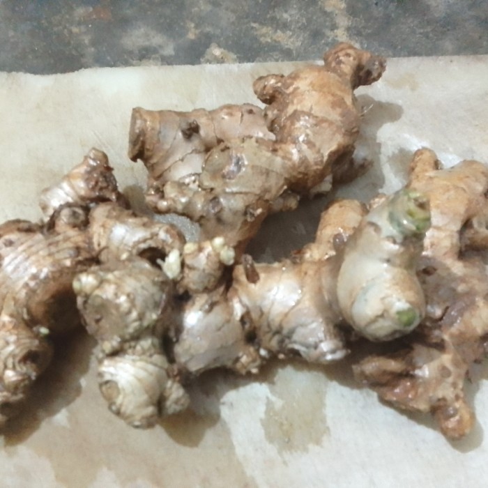 

Jahe Gajah Segar